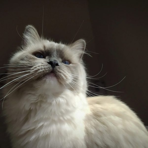 Lena